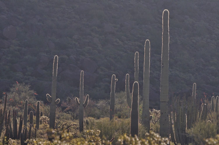the desert terrain
